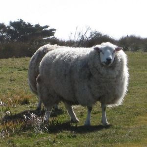 Meet your Posher, Ian